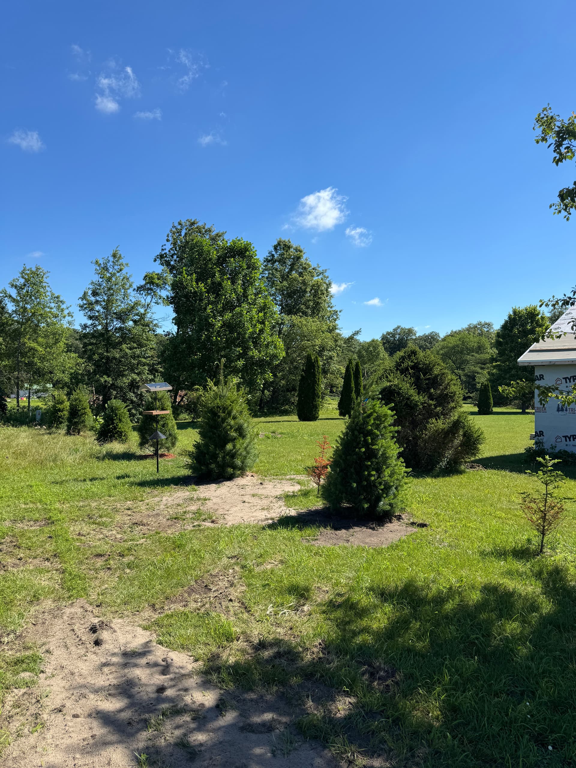Gallery photos for 20 White Pines Planted to Restore Privacy in Lake Village: Image #2