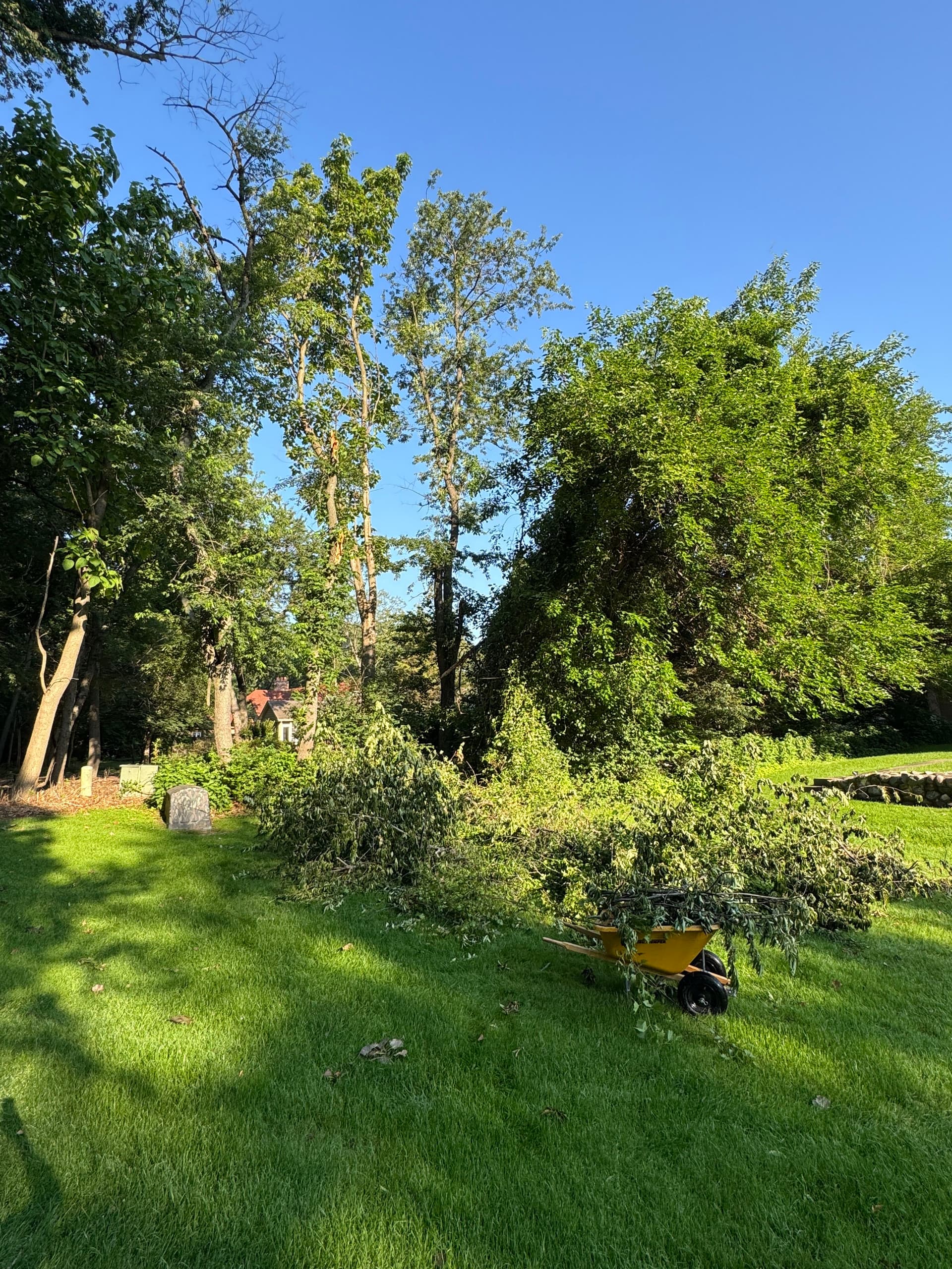 Gallery photos for Storm Damage Tree Cleanup in Briar Ridge Done Right: Image #1