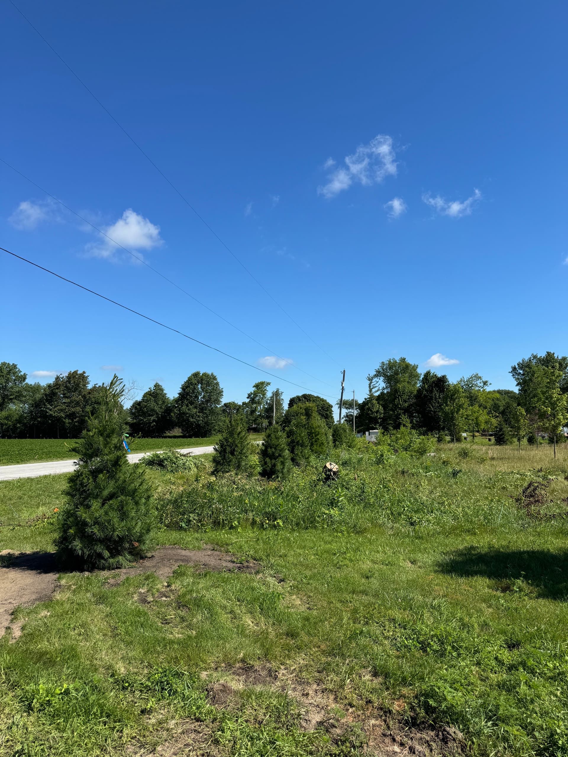 Gallery photos for 20 White Pines Planted to Restore Privacy in Lake Village: Image #3