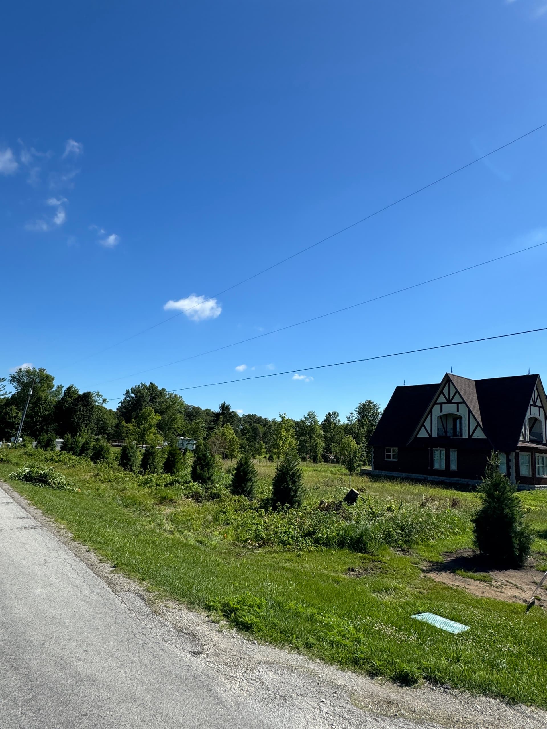 20 White Pines Planted to Restore Privacy in Lake Village image