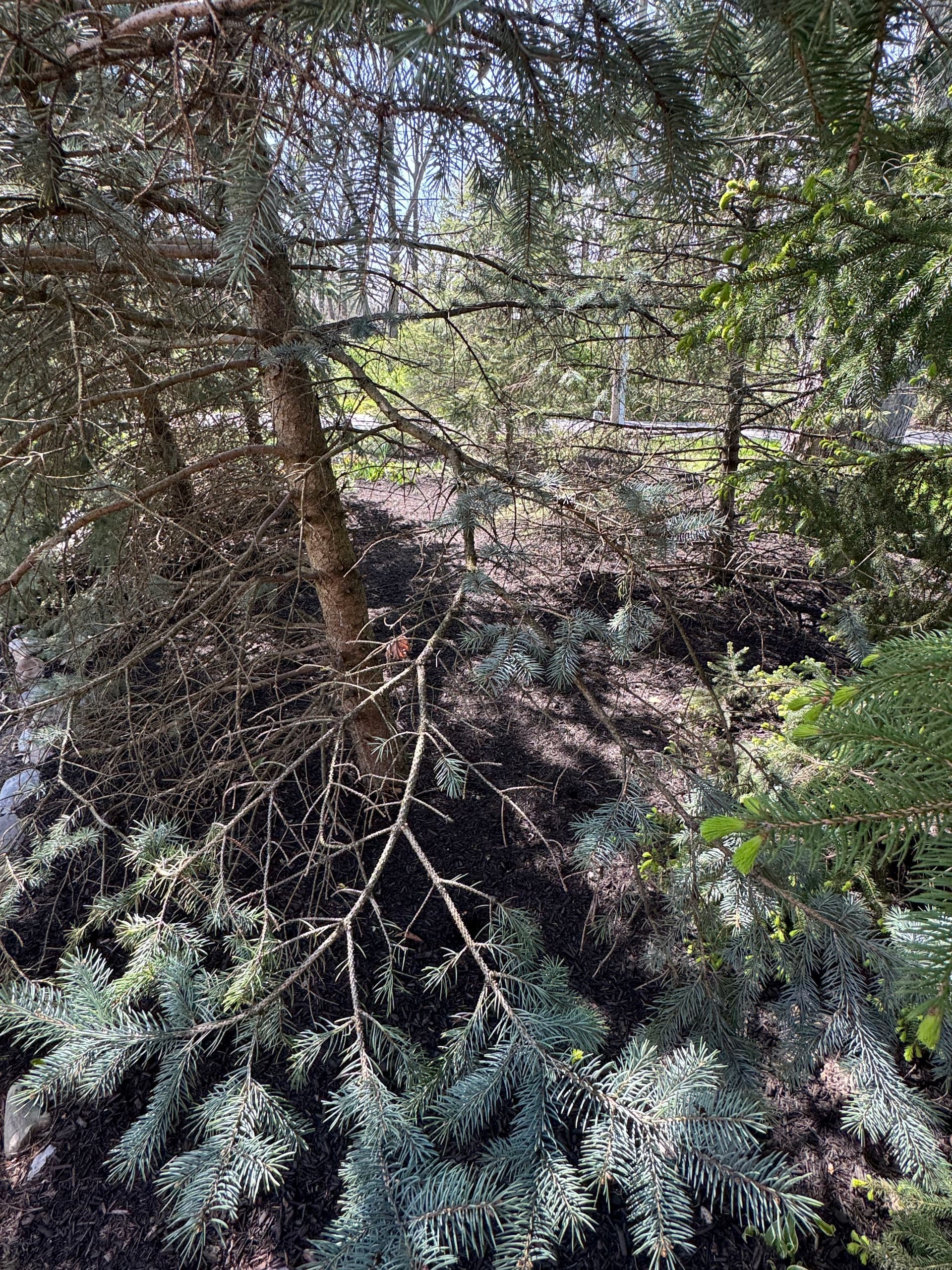 Gallery photos for Fresh Mulch and Sharp Beds at This Cedar Lake Property: Image #2